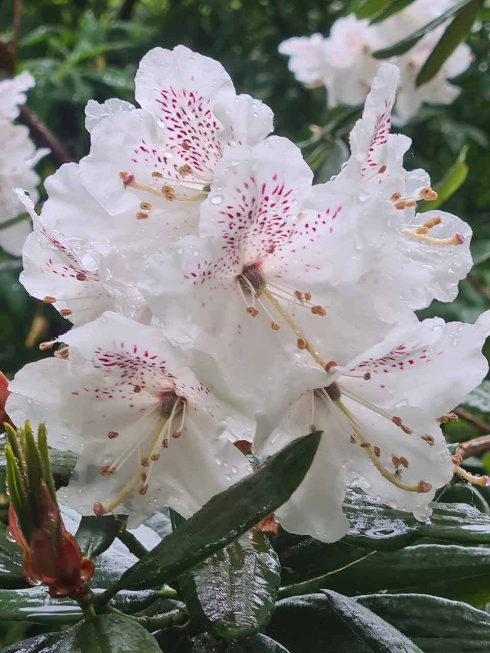 R. aberconwayi